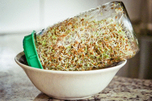 invert sprouts in mason jar