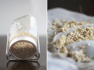 quinoa sprouting