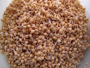 sprout millet