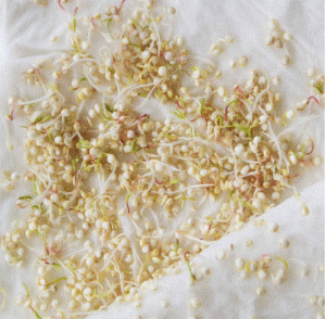 sprouted quinoa